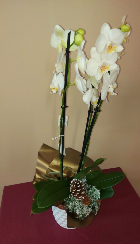 Orchid Planter