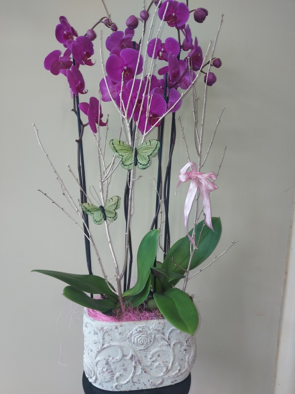 Double Orchid Plant