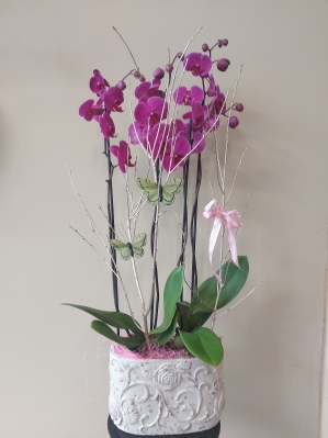 Double Orchid Plant