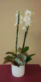 Orchid Planter